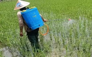 變異稗草用什么除草劑，可選異丙甲草胺、丁草胺、乙草胺等
