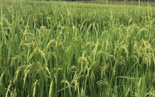 桂育9號水稻種子特點(diǎn)，畝播種量15公斤左右