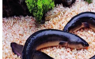 黑鰻魚和黃鰻魚的區(qū)別，顏色存在明顯差異