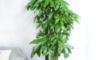 招財(cái)樹怎樣養(yǎng)，適宜生長溫度為18-28℃