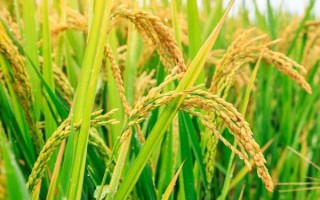 深優(yōu)9586水稻種子特征特性，每畝有效穗18萬穗