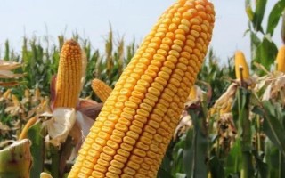 廣德9玉米品種的特性，每公頃種植密度超過6萬株