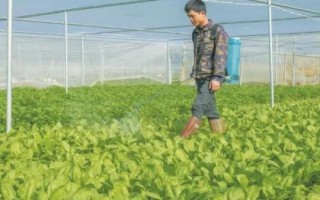 蔬菜田如何施用草甘膦，嚴(yán)禁使藥液接觸蔬菜等作物以防藥害