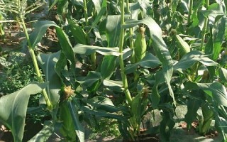 華農(nóng)118玉米種子特征特性