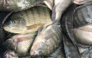 羅非魚是不是福壽魚，別稱福壽魚、吳郭魚