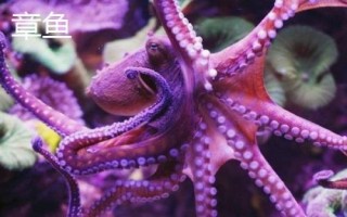 章魚有幾只觸手，一共有八條所以被叫做八爪魚