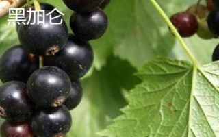 黑加侖和藍莓有什么區(qū)別，黑加侖的顏色接近黑色、藍莓通常呈藍色