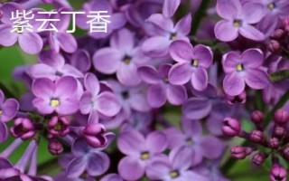 丁香花開放時間，不同品種的花期各有差異