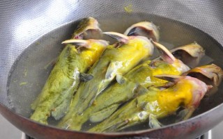 黃色的魚有哪些品種，常見的有黃顙魚、霓虹燕子等