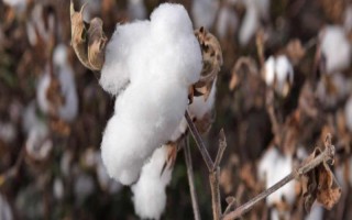健雜棉108棉花種子簡介，4月15日左右播種