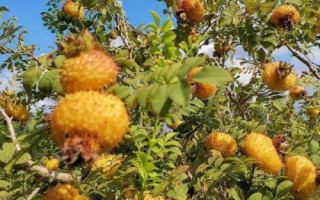 刺梨的種植技術(shù)，繁殖方法主要有播種和扦插兩種