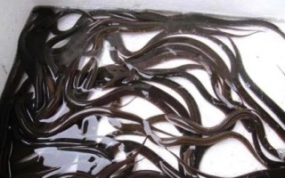 養(yǎng)殖黃鱔的要點(diǎn)，每隔5-7天要換1次水