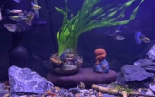 魚入缸幾天放硝化細(xì)菌，先養(yǎng)水再放魚