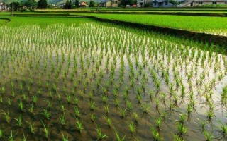 南珍優(yōu)8號水稻種子介紹，該品種屬感光型三系雜交稻