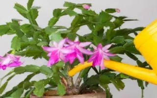 養(yǎng)花澆水要注意什么，等土壤干燥后再提供水分