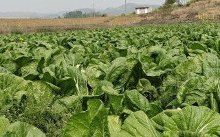 青菜畝產(chǎn)量多少公斤，平均產(chǎn)量約為2500公斤/畝