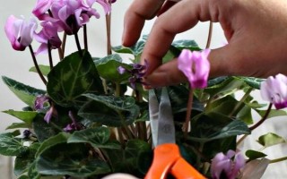 仙客來(lái)花落后如何處理，要對(duì)其進(jìn)行修剪