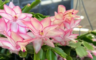 哪些花卉在正月開放，有梅花、水仙花、蟹爪蘭等品種