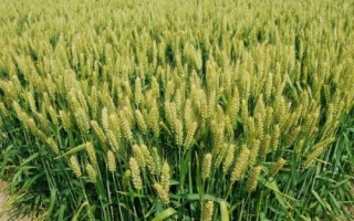 小麥曬種能否提高產(chǎn)量，曬種可提高發(fā)芽率促進(jìn)增產(chǎn)