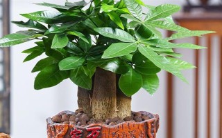 富貴樹(shù)的截枝方法，晴天剪短過(guò)長(zhǎng)枝
