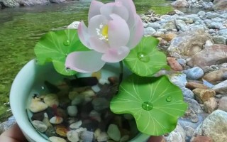 荷花水培會(huì)不會(huì)長(zhǎng)蓮蓬，水培養(yǎng)殖的荷花是不可長(zhǎng)出蓮蓬