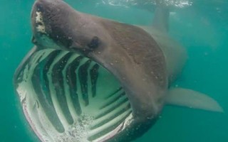 姥鯊以什么為食，以浮游生物、小型魚(yú)類、蝦類為食