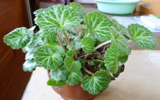 虎耳草在幾月開花，每年4到11月開花