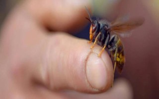 馬蜂蟄了怎么處理，需立馬用食醋等弱酸性溶液清洗被蟄處