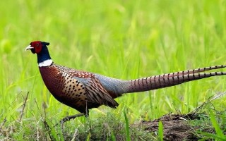 野雞喜歡吃什么，喜歡吃各種昆蟲、谷類、豆類等