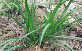 新鮮野韭菜的市場價格，價格六元至十元左右一斤
