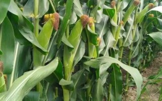 富裕88玉米種子特征特性，中抗莖腐病