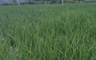 紅蔥的種植方法，將鱗莖插入土壤、讓生長點(diǎn)露出土面即可