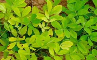 花生苗發(fā)黃的原因，可能是養(yǎng)分不足或水分不足等導(dǎo)致