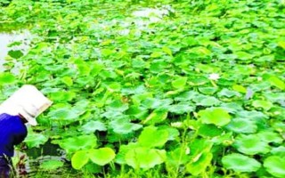春季拱棚種藕技術(shù)，應選擇市場暢銷的早熟品種作為栽培品種