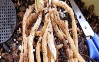 荷花為什么會(huì)爛根，可能是水量過多、施肥過量等因素造成