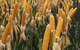 魯單2318玉米種子特征特性，適宜密度為每畝4500株左右
