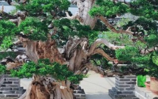 養(yǎng)殖針柏樹盆景的方法，需根據(jù)當(dāng)前季節(jié)調(diào)整澆水頻率