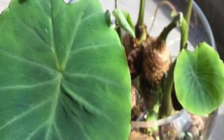 芋頭盆栽種植方法，選擇透氣性好的花盆