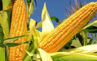 運(yùn)河575玉米品種簡(jiǎn)介，適宜密度為每畝5000株左右