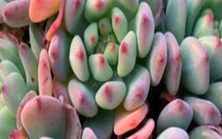 藍蘋果多肉怎么養(yǎng)殖，生長期間每隔10-15天澆一次水