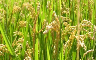 C兩優(yōu)168水稻品種簡介，大田用種量每畝1.5公斤
