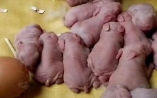 兔子懷孕到生產(chǎn)需要多少天，交配完成后一個(gè)月就會(huì)生下小兔子