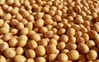 綏農(nóng)47大豆品種簡介，選擇中上等肥力地塊種植