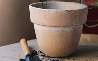 文竹葉片發(fā)黃如何處理，因受到暴曬而發(fā)黃需轉(zhuǎn)移到半陰處