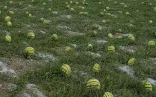 寧夏硒砂瓜為啥不讓種，隨著種植年限的增長會讓土壤的水肥快速流失