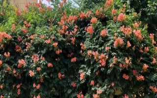 凌霄花的種植條件，在春秋季及時防治蚜蟲