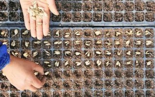 有機(jī)蔬菜種子怎么浸種催芽，用溫水浸泡后再放入容器中并覆蓋濕毛巾