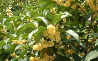 桂花怎么快速繁殖，通常采用播種繁殖、嫁接繁殖、扦插繁殖、壓條繁殖