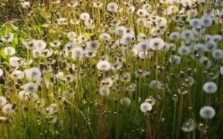 蒲公英有哪些產(chǎn)地，主產(chǎn)于河北、山西、陜西、湖南等多個省份