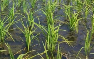 川農(nóng)優(yōu)445水稻品種的特性，注意防治稻瘟病